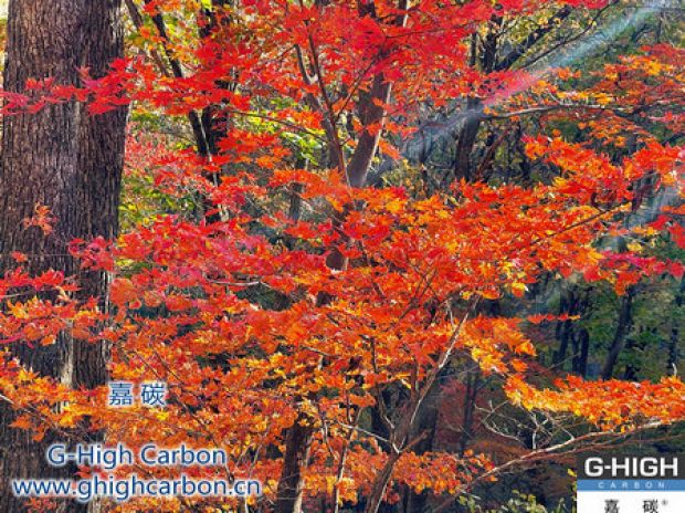 嘉碳發貨如楓葉般紅火